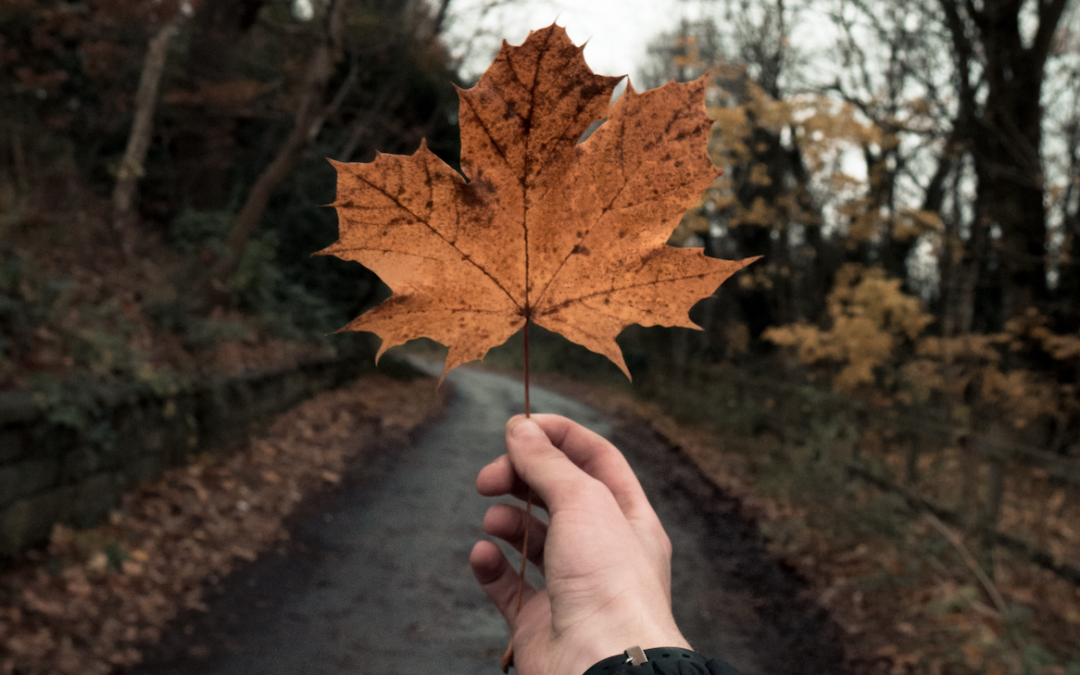 Autumn: A Season of Change and the Perfect Time for IT Maintenance with Cantel Support